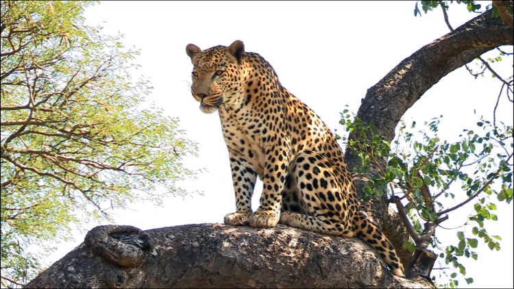 Video Touch - Wild Animals screenshot-3