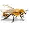 MyBees helps every beekeeper to keep track of their ward rounds