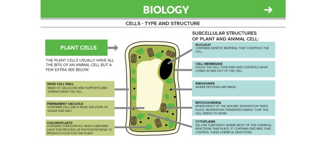 Biology GCSE GradeGeek