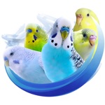 Alen AxP Budgie Community