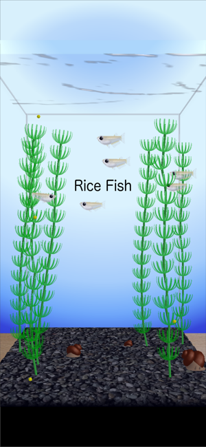 Rice Fish