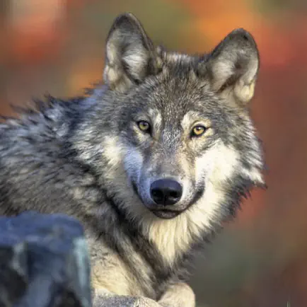 Wolf Sounds & Wild Noises Cheats