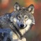 The Wolf Sounds & Wild Noises App with Wolf Sounds provides you real wolf sounds for those who love wolves and It includes many realistic wolf sounds  