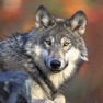 Get Wolf Sounds & Wild Noises for iOS, iPhone, iPad Aso Report
