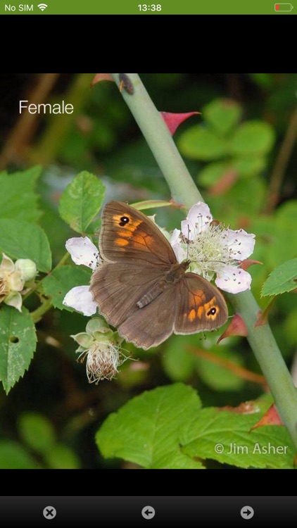 iRecord Butterflies screenshot-3