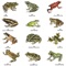 There are many different species of frogs