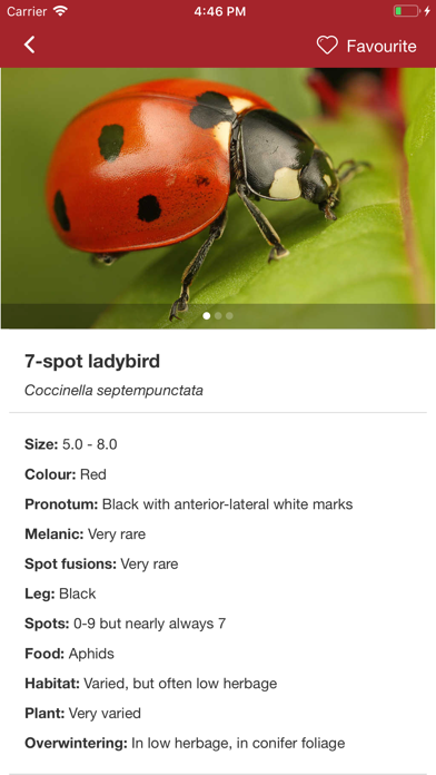 European Ladybirds screenshot 4