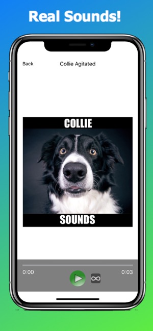 Collie Dog Sounds(圖3)-速報App