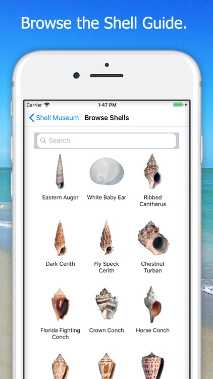 Shell Museum: Identify Shells screenshot-3