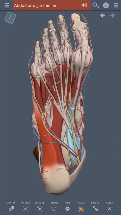 Leg, Ankle, Foot: 3D Real-time