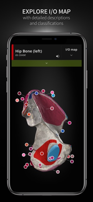 Anatomyka(圖8)-速報App