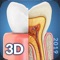My Dental  Anatomy app for studying human Dental  Anatomy which allows you to rotate 360° , Zoom and move camera around a highly realistic 3D model