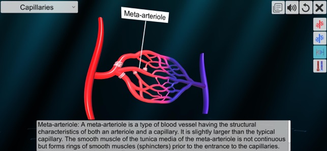 Vascular system(圖6)-速報App