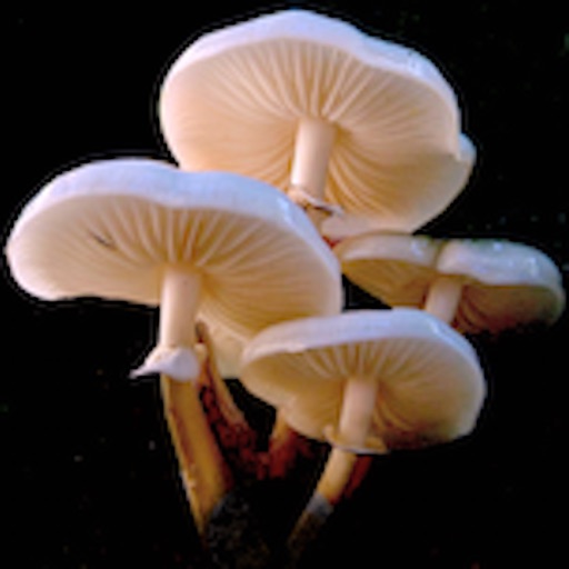 Fungi EU