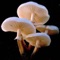 Fungi EU ¬ A field guide to mushrooms in Europe 