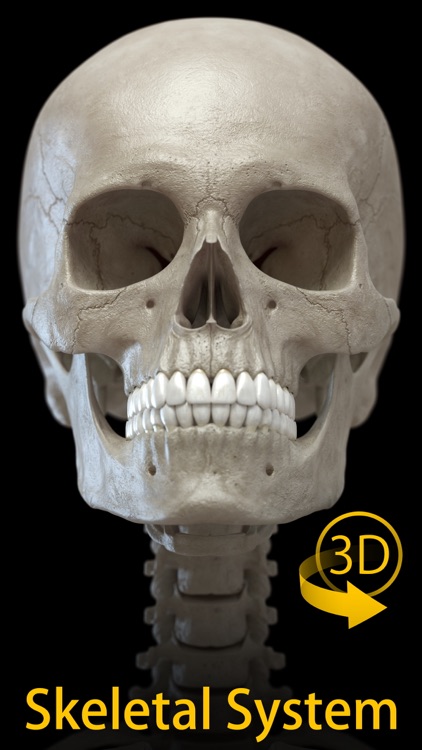 Skeleton 3D Anatomy