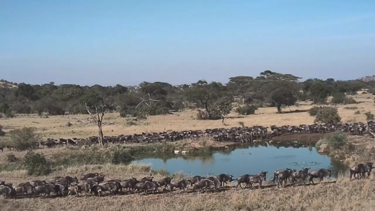 Grumeti Fund screenshot-4