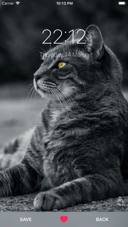 Cat Wallpapers ° screenshot-3