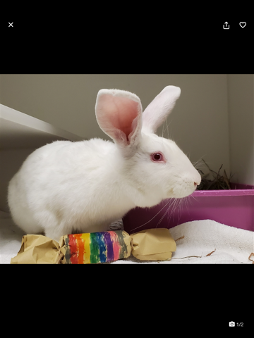 ACC of NYC - náhled