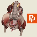 Female Pelvis 3D Real-time