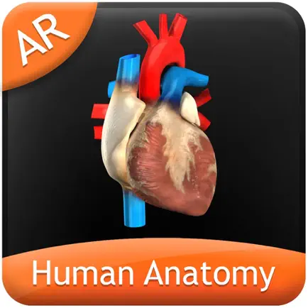 Human Anatomy - Circulatory Читы