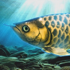 Activities of Arowana raising from fry