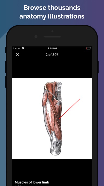 Easy Anatomy - Atlas & Quizzes
