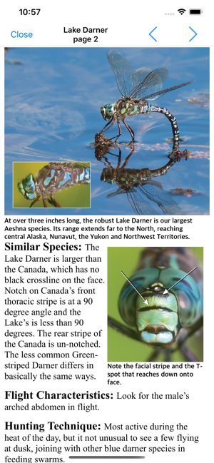 Dragonflies of the North Woods(圖6)-速報App