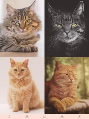 Imágen 4 Cat App - Meowly Cats iphone