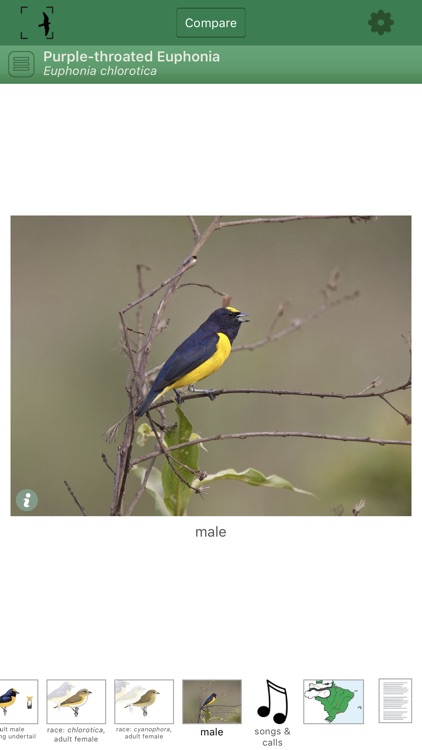 Birds of Brazil