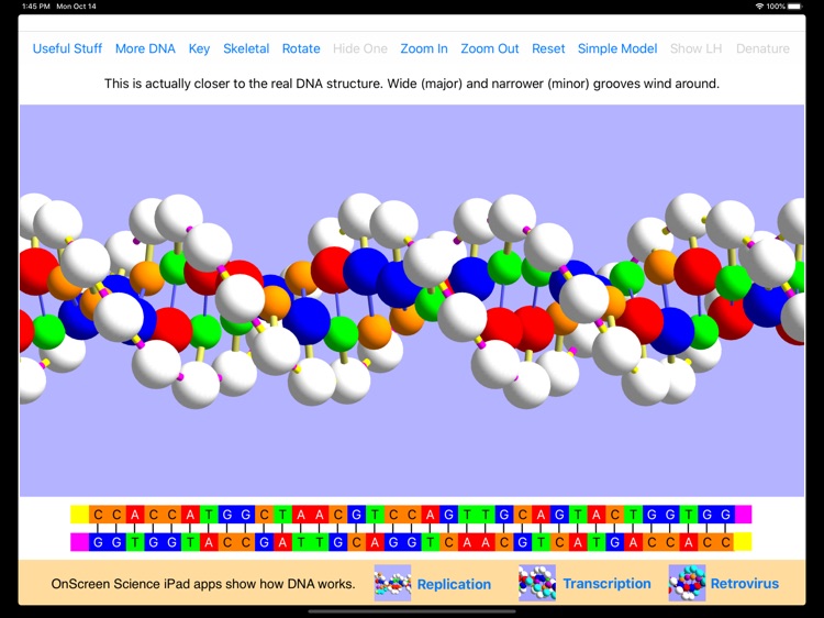 OnScreen DNA Model