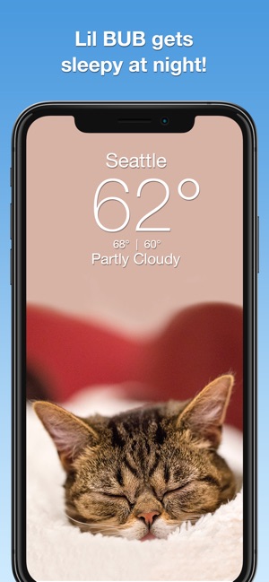 Lil BUB Cat Weather Report(圖4)-速報App