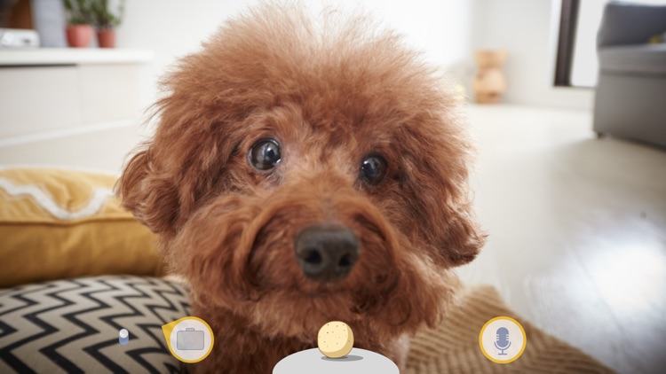 Furbo Dog Camera