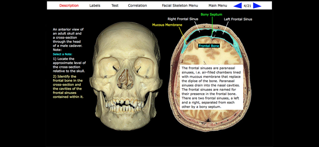 Human Skeleton: Gross Anatomy