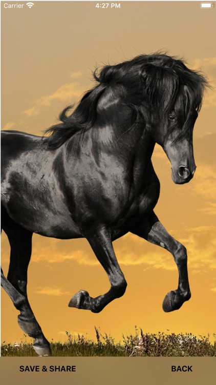 black mustang horse wallpaper