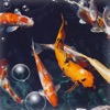 Aquarium Dynamic Wallpaper 4K - iPhoneアプリ