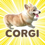 estilo de vida corgi 3