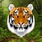 The best tiger sounds, remastered for maximum quality and normalised volume