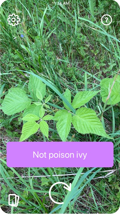 Poison Ivy