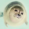 SealSounds