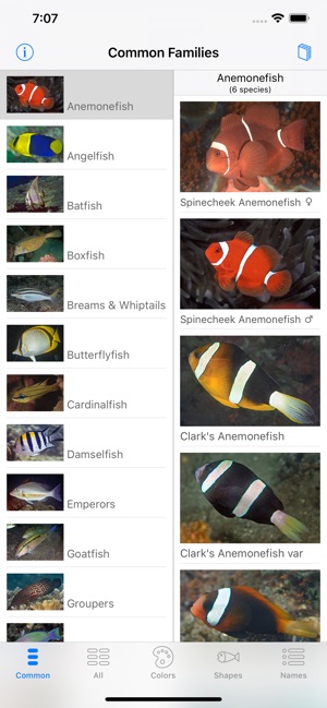 Lembeh Resort House Reef Fish(圖1)-速報App