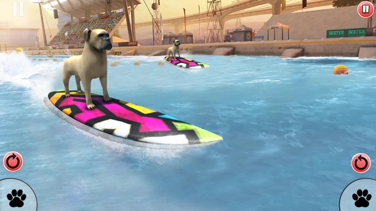 Dog Surfing Championship 2020