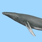 Dolphins and Whales World Sightings Guide