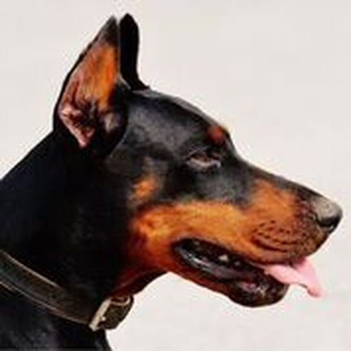 Doberman Sounds & Dog Sounds!