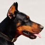Get Doberman Sounds & Dog Sounds! for iOS, iPhone, iPad Aso Report