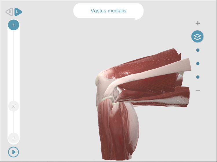 Dynamic Knee Anatomy