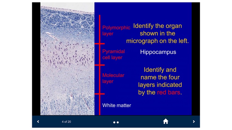 Histology Lite - SecondLook