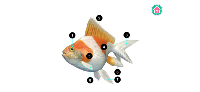 PicDic - Animals Eng-Chinese