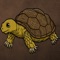 This app is for tortoise lovers