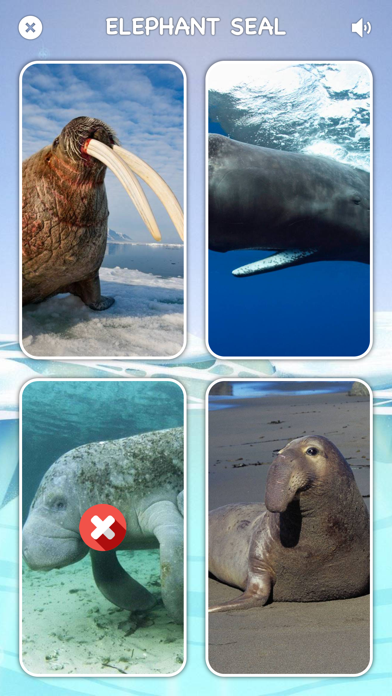 Marine Creatures Cards of Sea screenshot 3
